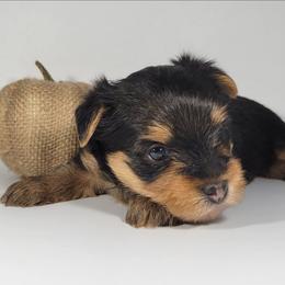 Red collar boy - Black and tan male Yorkshire Terrier puppy in Jacksonville, Florida from Yorkieology