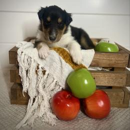 Johnathan - Black white and tan male Collie puppy in Chilhowie, Virginia from Jolly Collies