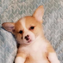 Pembroke Welsh Corgi Puppies from Whimsical Treasure Corgis