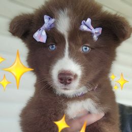 Light purple collar - Red and white female Siberian Husky puppy in Terre Haute, Indiana from April's Huskies