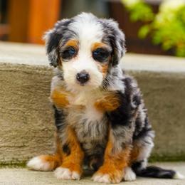 Mason (blue eyes) - Merle male Bernedoodle puppy in Dundee, Ohio from Down Home Doodle