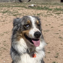 Emmitt - Miniature Australian Shepherd
