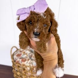 Jasmine purple collar girl - Red female Cavapoo puppy in Melbourne, Florida from Space Coast Doodle Co.