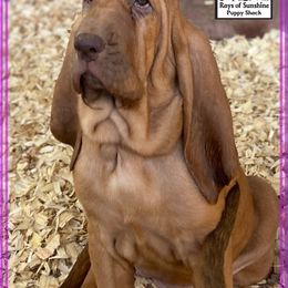 Bloodhound Puppies from Rays Of Sunshine Bloodhounds