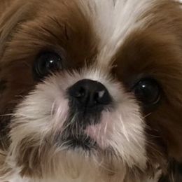Shih Tzus from Shih Tzu Shangri La