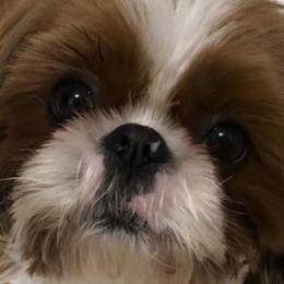 Shih Tzus from Shih Tzu Shangri La
