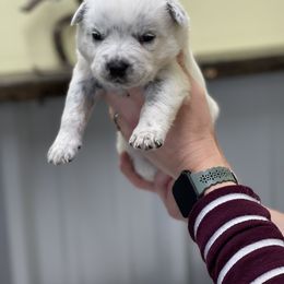 Boy 1 - Australian Cattle Dog puppy in Osceola, Iowa from 4C Cattle Dogs