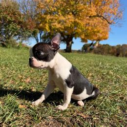 Cooper - male Boston Terrier puppy in Charlotte, Michigan from Witselle Bostons
