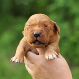 2nd choice - Dark golden male Golden Retriever puppy in Lucasville, Ohio from Trusting Hearts Kennel