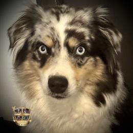 Rumor - Australian Shepherd