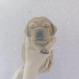 Chips - Yellow female Labrador Retriever puppy in Prince George, Virginia from Kingdom Kenelz Labradors