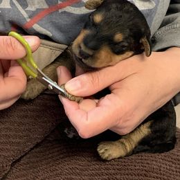 Airedale Terrier Puppies from Mystic’s Airedales