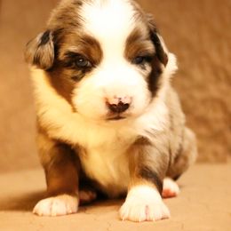 Australian Shepherd Puppies from Lost Coast Aussies