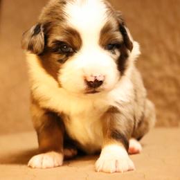 Australian Shepherd Puppies from Lost Coast Aussies