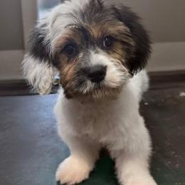 Ace - Tri-color male Cavapoo puppy in Lebanon, Kentucky from Mosaic Merle Doodles