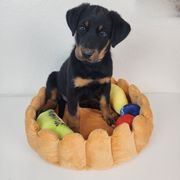 Juniper Berry - Black and rust female Beauceron puppy in Seattle, Washington from SilverStruck Kennels