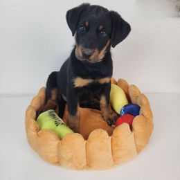Juniper Berry - Black and rust female Beauceron puppy in Seattle, Washington from SilverStruck Kennels