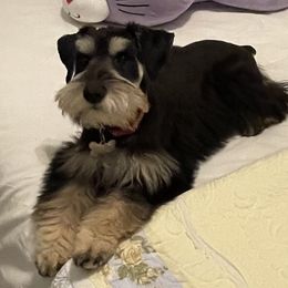 Dixie - Miniature Schnauzer