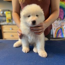 Boy 2 - Samoyed puppy in Tampa, Florida from Icecrown Samoyeds