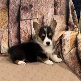 Boy 2 - Black and tan male Pembroke Welsh Corgi puppy in Visalia, California from VIP Stables