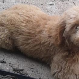 Goldendoodles and Poodles from Golden B Acres