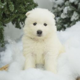 Samoyed Puppies from Desert Snow Samoyeds