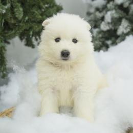 Samoyed Puppies from Desert Snow Samoyeds