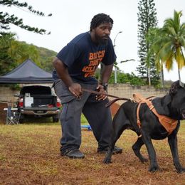 Cane Corso All Grown Up from Diamond Cut Kennels, Hawaii