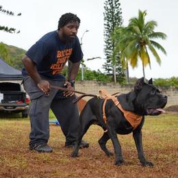Cane Corso All Grown Up from Diamond Cut Kennels, Hawaii
