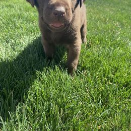 Labrador Retriever Puppies from Rocky Mountain Dogs - Utah