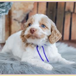 Cassie - Red and white female Cockapoo puppy in Connersville, Indiana from Deaz Doodle Ranch