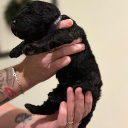 Goldendoodle and Poodle Puppies from Southern Stroll Poodles & Doodles