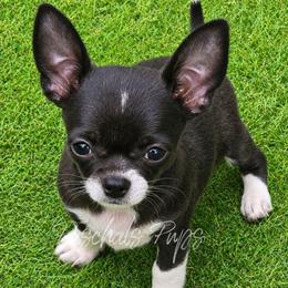 Tiny Peter - Black and white male Chihuahua puppy in Bowdon, Georgia from Paschal's Pups