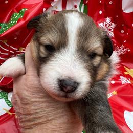 Scooby - Sable and white male Shetland Sheepdog puppy in Kerville, Texas from Cedar Hill Kennels