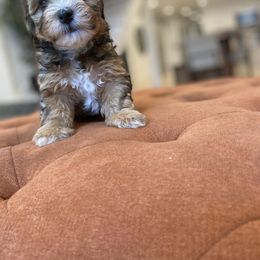 Goldendoodle and Havapoo Puppies from Lady Paws Puppies