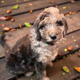 Teal - Merle female Sheepadoodle puppy in Salem, Oregon from Oregon Poodle Oodle Doodles