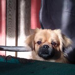 Tibetan Spaniel All Grown Up from Bandor Tibetans
