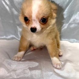 Bowie - Red and white male Chihuahua puppy in Palmyra, Indiana from Country Star Chihuahuas