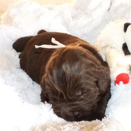 Snow Male - Brown male Newfoundland puppy in Dalton, Ohio from Newfforu