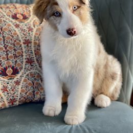 Australian Shepherd, Miniature American Shepherd, Miniature Australian Shepherd, and Toy Australian Shepherd Puppies from Painted Blue Aussies