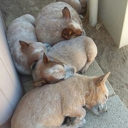 Australian Cattle Dog Puppies from RnB Cattle Dogs