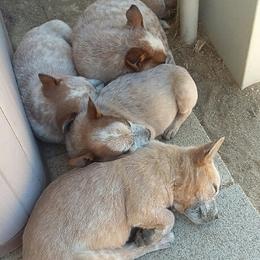 Australian Cattle Dog Puppies from RnB Cattle Dogs