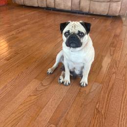Bailey - Pug