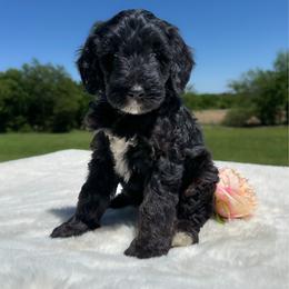 Pepper - Black female Goldendoodle puppy in Osage City, Kansas from Golden Ridge Goldens