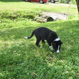 Border Collie Puppies from Porter’s Borders