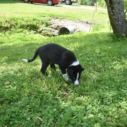 Border Collie Puppies from Porter’s Borders