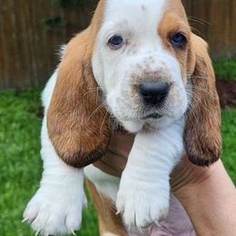 Chadwick - Red and white Basset Hound puppy in Chesapeake, Virginia from Yankee Bassets