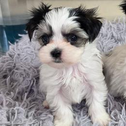 Two Spot - Piebald male Morkie puppy in St. Cloud, Florida from K and E Small Breed Puppies