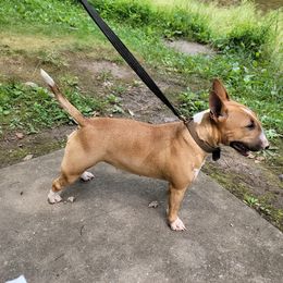 Rumba - Miniature Bull Terrier