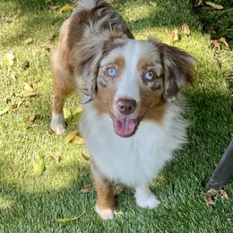 Duke - Toy Australian Shepherd